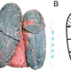 Image: Wiemann et al (Peerj 2017)